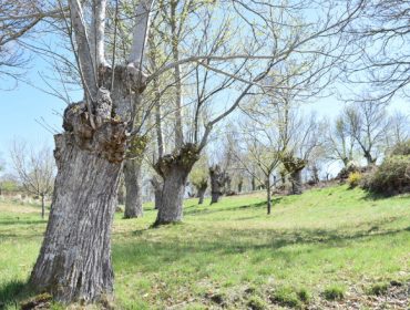 Taller de poda de castaño organizado por el Distrito Forestal Lugo-Sarria