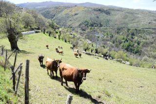Cerca de 11.000 productores gallegos reciben 17 millones de la PAC de las ayudas a zonas con limitaciones naturales