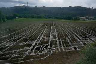 Preocupación por la cosecha de maíz forrajero debido al frío y a la lluvia