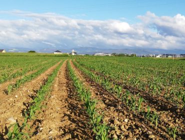 Cambios que afectan a las tierras de maíz en la nueva PAC