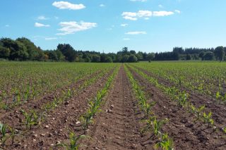 Charla online sobre manejo en la siembra del maíz