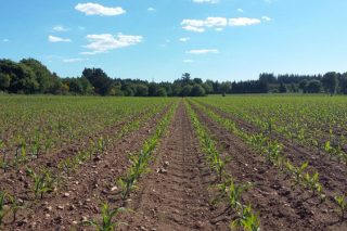 Control de plagas y malas hierbas en maíz: la estrategia de Kenogard