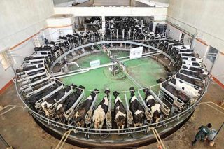 Los ganaderos españoles pierden un céntimo en cada litro de leche que producen