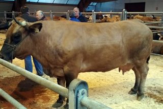 Vendida una vaca por 5.000 euros en Amio