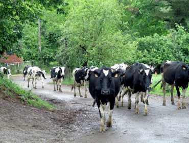 El sector ganadero se une para denunciar la discriminación de la industria a las pequeñas ganaderías de leche