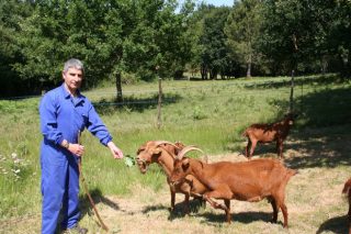Cabrizanca, una ganadería a modo de pasatiempo asentada en el gusto por lo natural