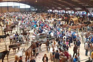 Los caballos para la vida alcanzan un precio medio de 1.465 euros en la Feria de Ganado Equino del Apóstol
