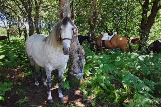 Vilar de Donas acoge el 11 de agosto la XXVIII Feira do Cabalo da comarca da Ulloa