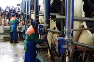 La crisis del coronavirus provoca una caída del 6,2% del precio de la leche en la Unión Europea