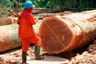 El 16% de los productos de madera de importación proceden de zonas de riesgo