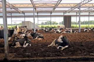 Granxa Lagendijh, en Holanda, libertad para las vacas y manejo automatizado