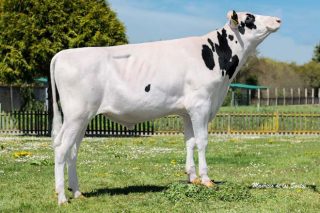 Actualizados los listados de los mejores toros Holstein