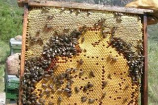 Curso de reciclaje de cera de abeja en Boqueixón