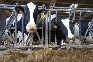 Jornada sobre las necesidades nutricionales del ganado vacuno lechero