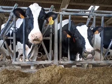 Jornada sobre las necesidades nutricionales del ganado vacuno lechero