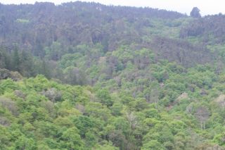 El Proyecto BiomáisCO2 analiza el potencial de secuestro de carbono de pinos, eucaliptos y robles