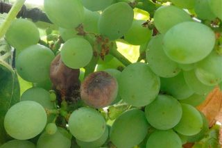 Bio-herramientas para el control de plagas en los viñedos, alternativas para reducir el uso de pesticidas
