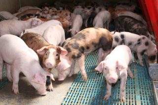 ¿Cómo afrontar los retos de la reducción de antibióticos en las granjas de porcino?