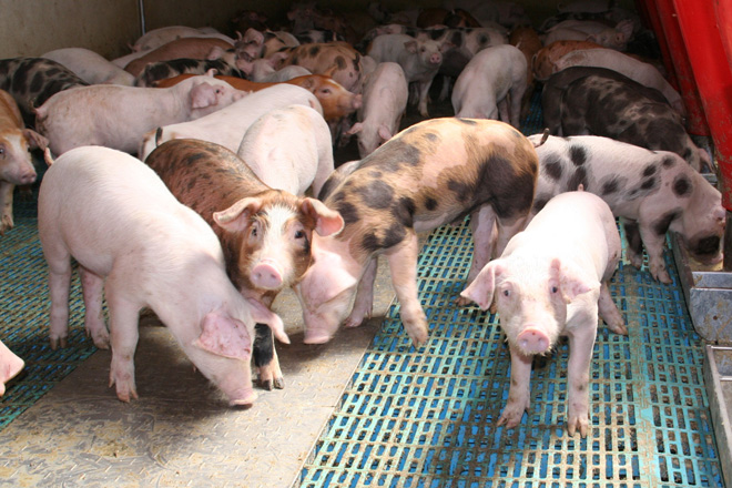 ¿Qué enfermedades están amenazando la cría de cerdos?