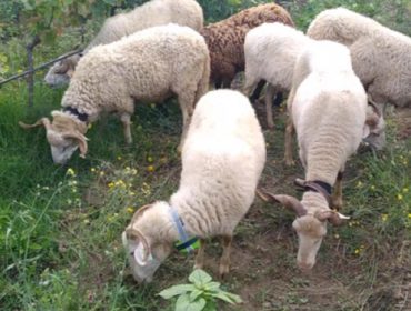Medio Rural ultima el lanzamiento del matadero móvil para pequeñas granjas de ovino, caprino y porcino