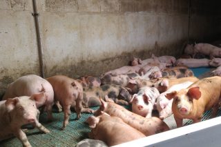 Se estabiliza el precio del porcino en Silleda, tras varias semanas a la baja