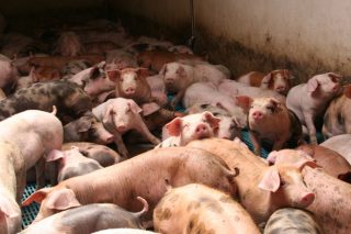 Continúan las subidas en los precios del porcino  en la Central Agropecuaria de Galicia