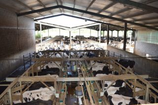 SAT Lixeiro: Camino de las 300 vacas en ordeño y con 43 litros de producción