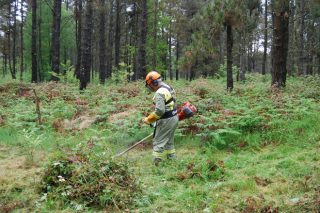 La Xunta autoriza los desbroces y los trabajos de mantenimiento y limpieza en los montes