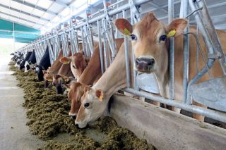 Cowculations: Una herramienta para mejorar la gestión económica de las granjas de vacuno de leche