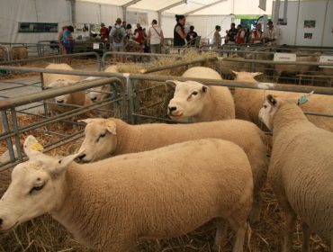Beealia presentará el miércoles 27 de septiembre los resultados del viaje a Francia sobre ganado ovino