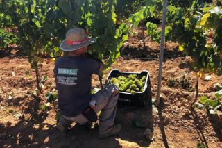 Valdeorras cierra una de las vendimias más abundantes, con 6,7 millones de kilos de uva recogidos
