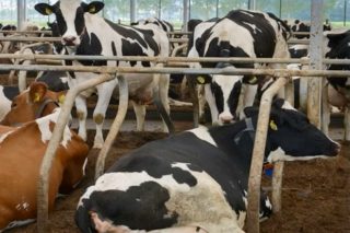 ¿Qué riesgos y beneficios tiene aprovechar el purín como cama para el ganado?