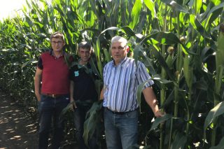 Ganaderos del Deza comprarán este año el maíz forrajero en la comarca de A Limia