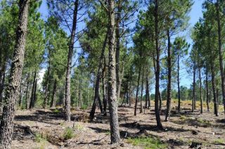 La sequía condiciona la resistencia de los pinos frente al gorgojo