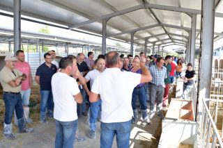 El centro de recría de la Diputación de Lugo ya alberga 1.100 terneras de 50 ganaderías