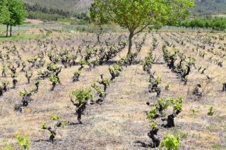 Estrategias de adaptación frente al cambio climático en la vitivinicultura