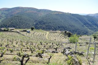 Claves de manejo del viñedo para enfrentar el cambio climático