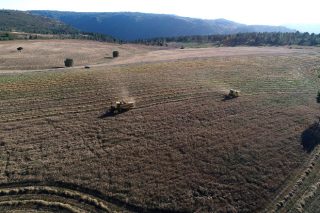 Coren cosecha sus primeras 50 hectáreas de cereal ecológico en Ferreira de Pantón