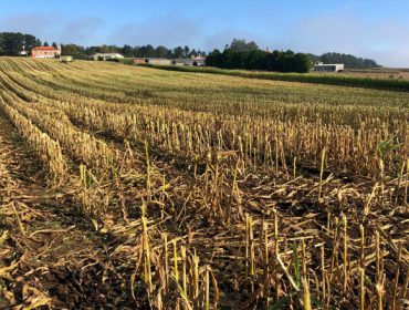 Las exigencias de la nueva PAC para las tierras del maíz: rotación dentro del mismo año o cambio de cultivo cada cuatro