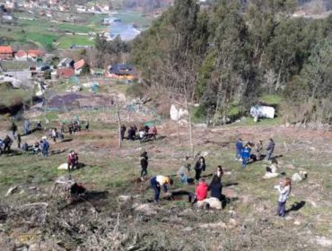 La Comunidad de Montes do Viso, en Redondela, celebrará el Día del Árbol con la plantación de frondosas