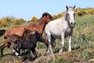 Patologías más comunes del ganado equino en Galicia y medidas de prevención