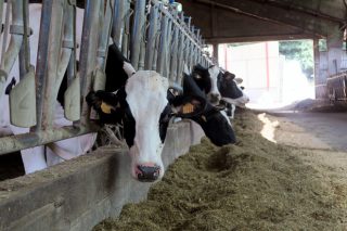 El precio de la leche en el campo mantiene la tendencia a la baja