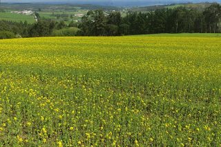 Abonos verdes, una solución para reducir el uso de herbicidas en las tierras