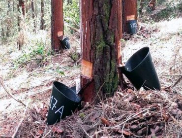 «Hay más demanda de resina de pino que oferta, por lo que los derivados de hidrocarburos cubren ese hueco»