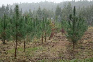 La Xunta liga la suspensión de nuevas plantaciones de eucalipto con incentivos para pinos y frondosas