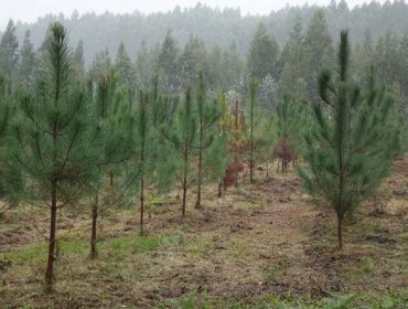 Acuerdo para impulsar la mejora genética de los pinos en Galicia