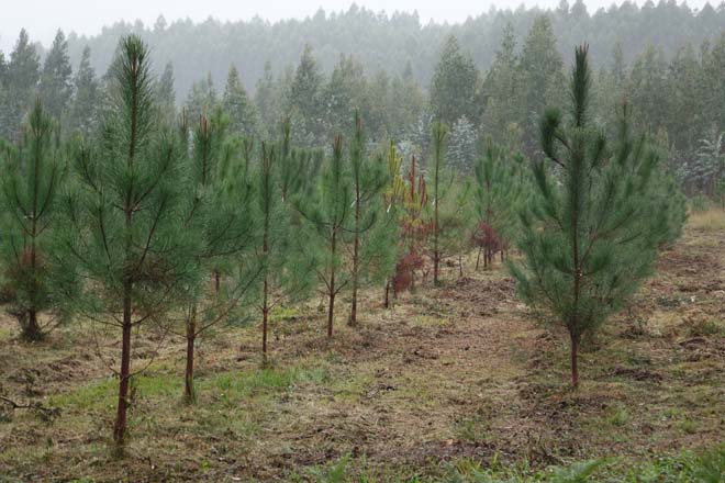 ‘Pinos 3.0’, cómo la innovación tecnológica mejorará la planta forestal gallega