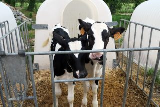 Eliter, una herramienta para dar valor a los terneros de las explotaciones de leche