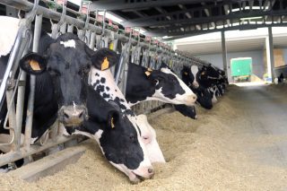 ¿Cómo afectan los aminoácidos a la producción de leche?