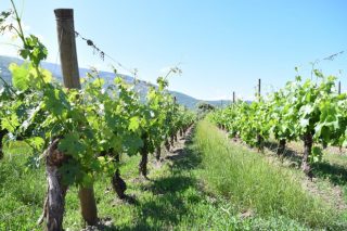 ¿Como detectar las carencias de abonado en el viñedo?
